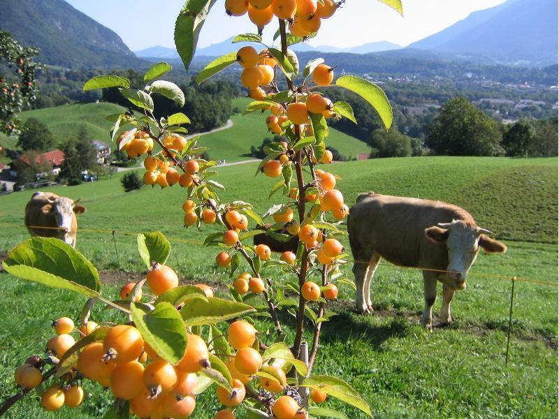 Landhaus Fellnerbauer Bad Reichenhall Luaran gambar